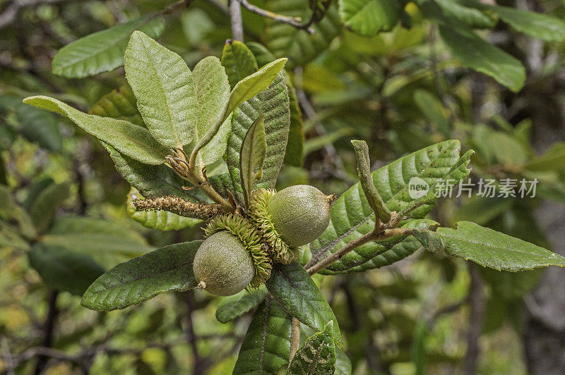 Notholithocarpus densiflorus，通常被称为tanoak或tanbark-oak，是山毛榉科的常青树。在云云顿州立公园发现的